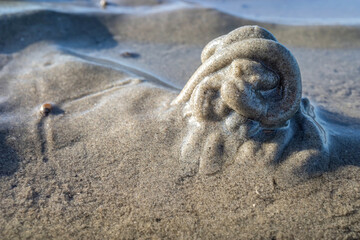 lungworm cast in the Wadden Sea in Cuxhaven, Germany