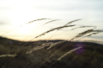 Natural grass high in the mountain of Bulgaria on sunset