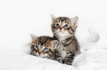 Two tabby kittens