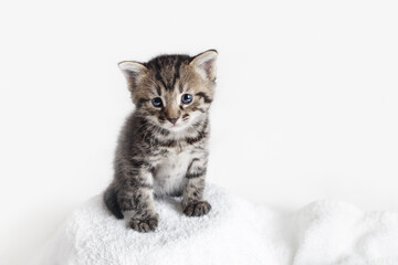 Small tabby kitten