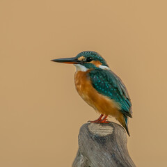common kingfisher on a branch