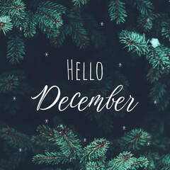 Beautiful Christmas Background with green pine tree brunch and lettering Hello December. Trendy...