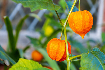 Jack O'Lantern Plant