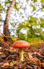 Forest Floor Mushroom