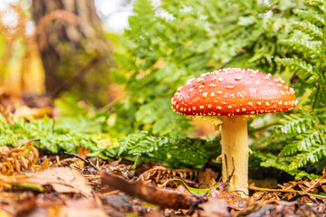 Forest Floor Mushroom