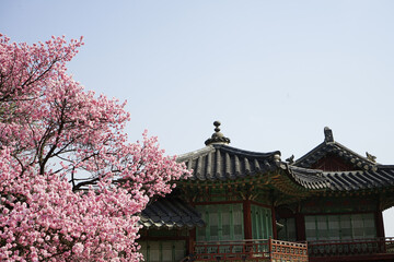 전통한옥 창덕궁에는 홍매화와 진달래가 가 봄소식을 전하는 풍경이 아름답습니다.