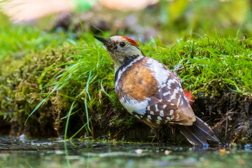 Closeup of a middle spotted woodpecker, Dendrocoptes medius, perched in a forest