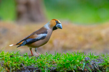 hawfinch male bird, Coccothraustes coccothraustes, songbird