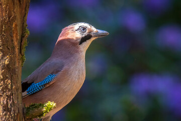 Closeup of a wet Eurasian jay bird Garrulus glandarius washing, preening and cleaning in water.