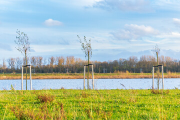 Planting young trees to grow a new forest