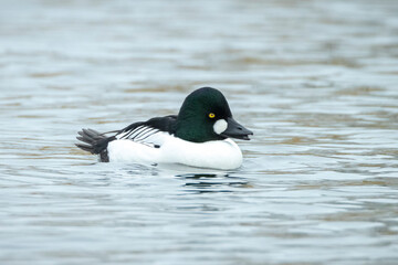 Obraz premium Closeup of a common goldeneye male Bucephala clangula waterfowl