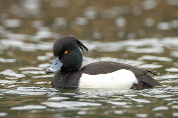 Tufted duck, Aythya fuligula, swimming