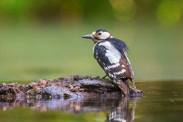 Closeup of a great spotted woodpecker, Dendrocopos major, perched in a forest