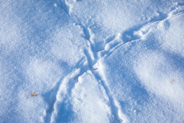Animal footprints in snow, cold winter hunting concept