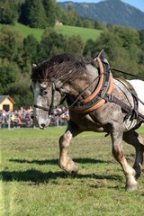 Zugleistungspr&uuml;fung. Kaltblutpferde beim Kre&auml;ftemessen auf der Wiese