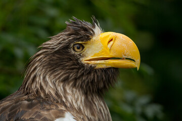 Obraz premium A close up of a european bald eagle with wet feathers