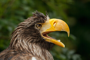 A close up of a european bald eagle with wet feathers