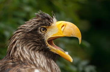 A close up of a european bald eagle with wet feathers