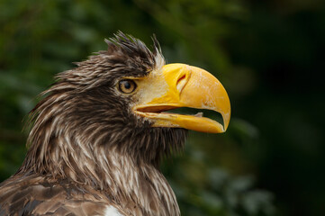 A close up of a european bald eagle with wet feathers