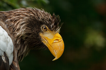 A close up of a european bald eagle with wet feathers