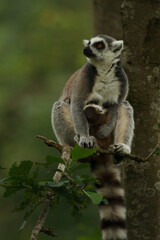 close up of a ring-tailed lemur in its natural environment