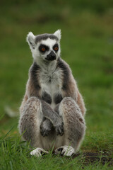 close up of a ring-tailed lemur in its natural environment