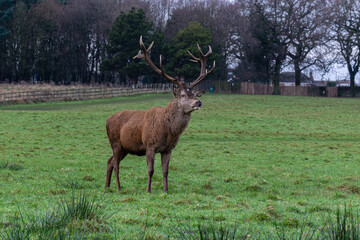 Single beautiful deer with big horns stands in the field