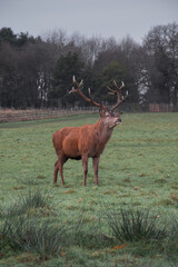 Single beautiful deer with big horns stands in the field