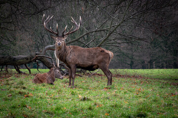 Beautiful elegant deer with big horns in the autumn park