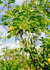 a community garden in Florida	