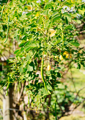 a community garden in Florida	