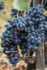 Racimo de uva negra garnacha en la viña lista para ser recolectada en ala vendimia, viñedos del Priorat, region vitivinícola de Tarragona, España