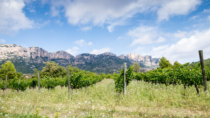 Viñedoscon suelo de pizarra (llicorella) antes de la vendimia en La Morera de Montsant , en pleno...