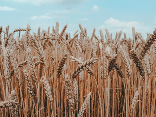 wheat field in summer