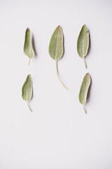 Sage Abstract