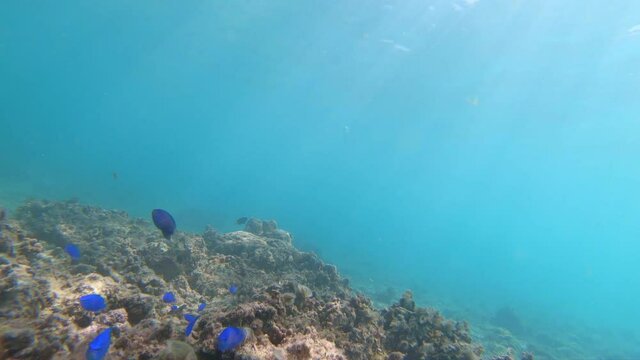 沖縄県阿嘉島の海の中にいる多くの熱帯魚