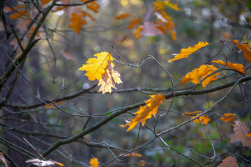 Fototapeta na wymiar Last yellow autumn leaves in the park. Late fall.