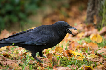 A crow closeup on a cemetery in Jena at summer, copy space