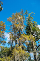 Obraz premium Hillsborough river at Tampa, Florida 