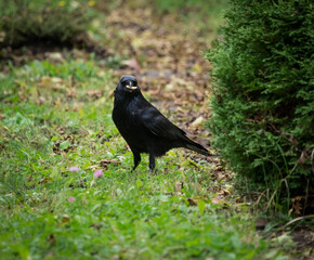 A crow closeup on a cemetery in Jena at summer, copy space