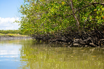 mangroove detail in brazil