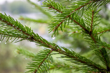 coniferous tree with raindrops