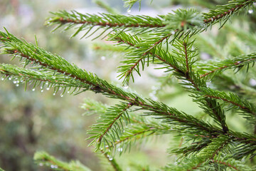 coniferous tree with raindrops