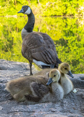 Canadian Goose in Central Park