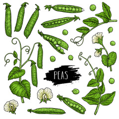 Hand drawn pea set. Organic plant drawing with pods, beans, flowers, branch and leaves
