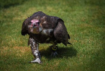 A capped vulture closeup at a falconry in saarland, copy space