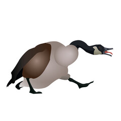 canadian goose kazarka angry vector illustration flat © Yulia