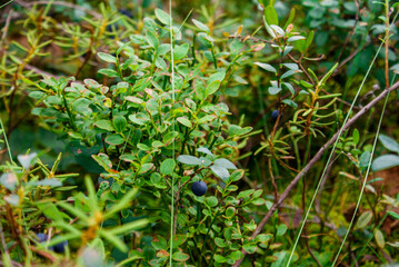 The blueberry bushes in the woods with lots blueberries summer cloud by day