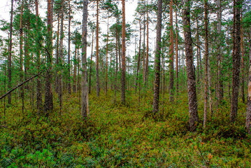 The blueberry bushes in the woods with lots blueberries summer cloud by day
