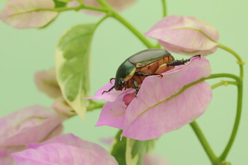 A green june beetle is foraging on a wildflower. This insect has the scientific name Cotinis nitida.  - obrazy, fototapety, plakaty